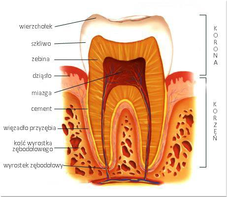 Zębina to tkanka budująca ząb i chroniąca miazgę. Sprawdź jej rolę, budowę i znaczenie w leczeniu stomatologicznym.